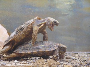 schildkroeten