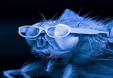fly_glasses fly_glasses