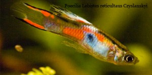 Poecilia Lebistes reticultaus Czyslanskyi Poecilia Lebistes reticulatus Czyslanskyi