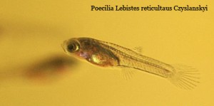 Poecilia Lebistes reticulatus Czyslanskyi juvenil