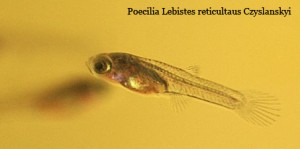 Poecilia Lebistes reticultaus Czyslanskyi Poecilia Lebistes reticulatus Czyslanskyi juvenil